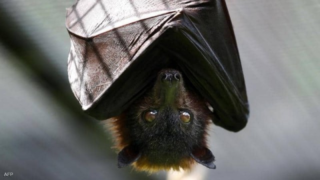 الخفافيش هي الحامل الرئيسي للفيروس