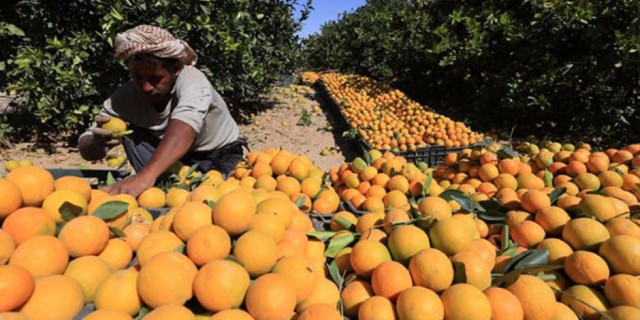 أولى شحنات البرتقال المصري يصل للبرازيل