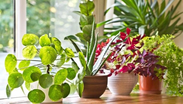نباتات يمكن زراعتها بمنزلك