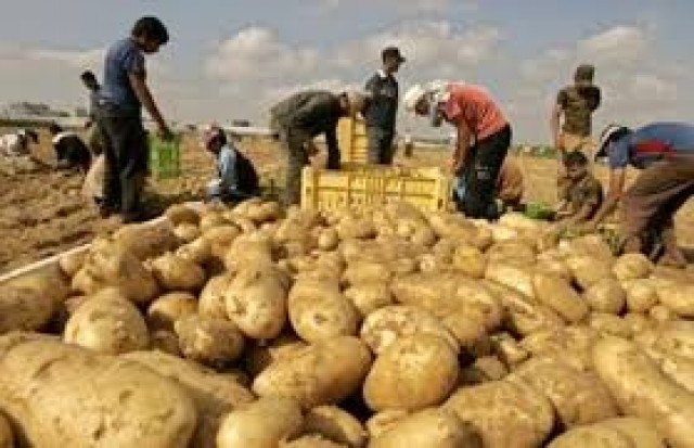 موجة ارتفاعات كبيرة في اسعار البطاطس بمصر