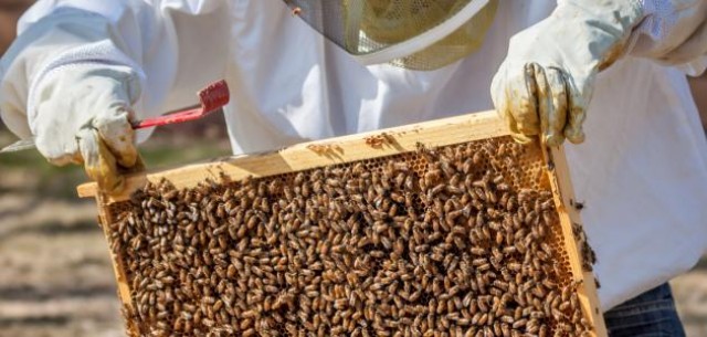 مجموعات النحل المدربة