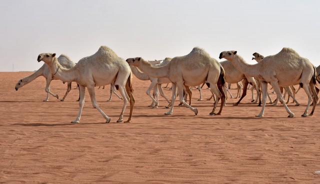 محطة مصر