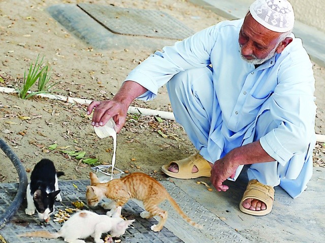 الرفق بالحيوان في الشريعة الإسلامية