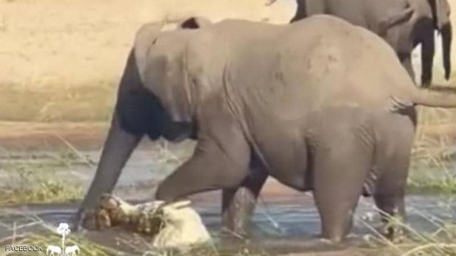 أنثى فيل تسحق تمساحا هدد صغيرها حتى الموت