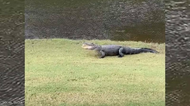 تمساح يقتحم ملعب جولف
