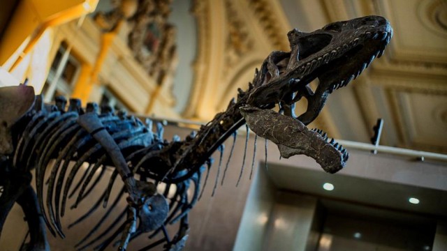 هيكل ديناصور-ارشيفية
