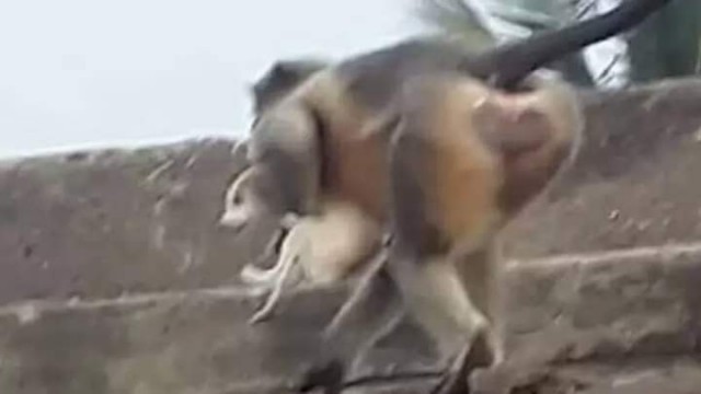 صورة ترصد هجمات القردة على الكلاب 