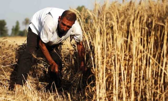 الحكومة: لا صحة لتراجع المساحة المنزرعة من القمح خلال العام الحالي